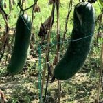 Vietnam countryside farming vegetables