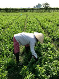 Vietnam countryside farming vegetables