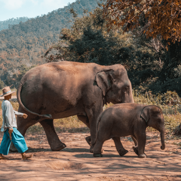 Wildlife Wonders of Thailand: Best Places to Visit.