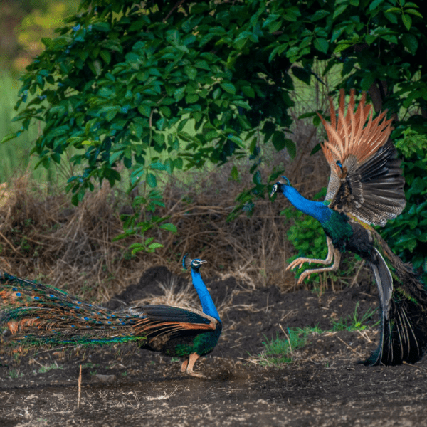 Best Wildlife Encounters in Cambodia.