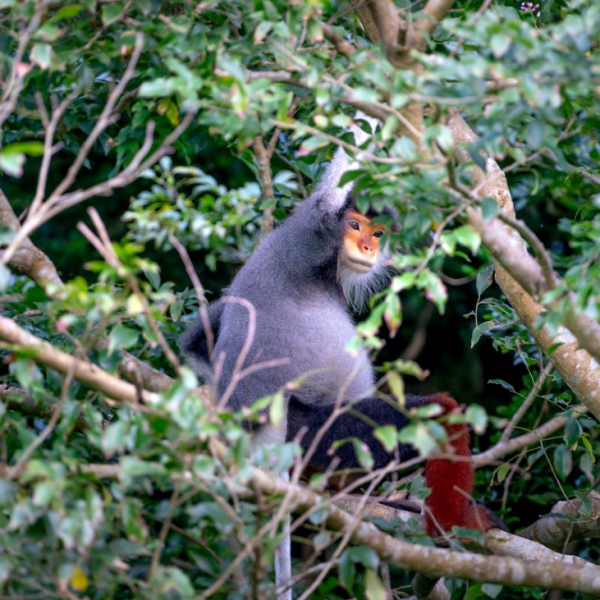 Cambodia wildlife safari experience