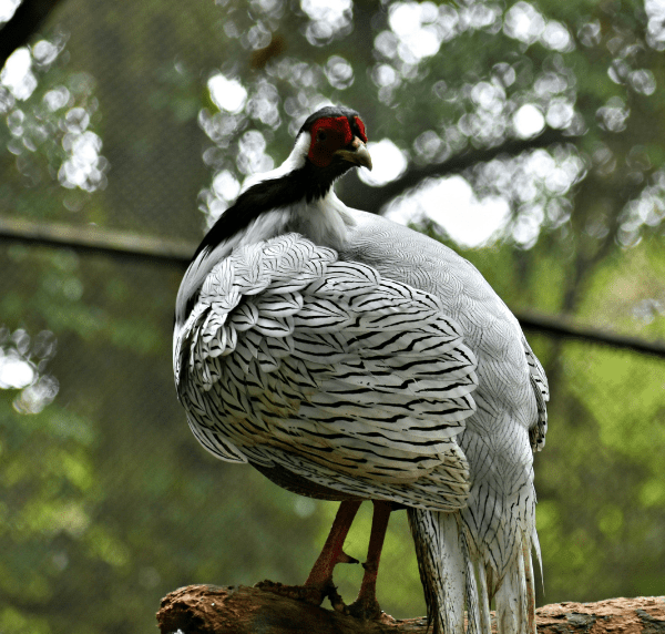 Best Places to Go Bird Watching in Da Nang and Tips