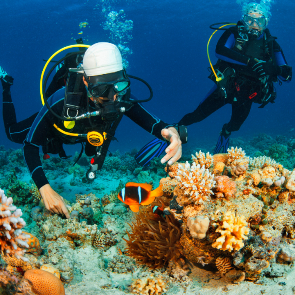 Exploring Marine Life on a Diving Adventure in Vietnam