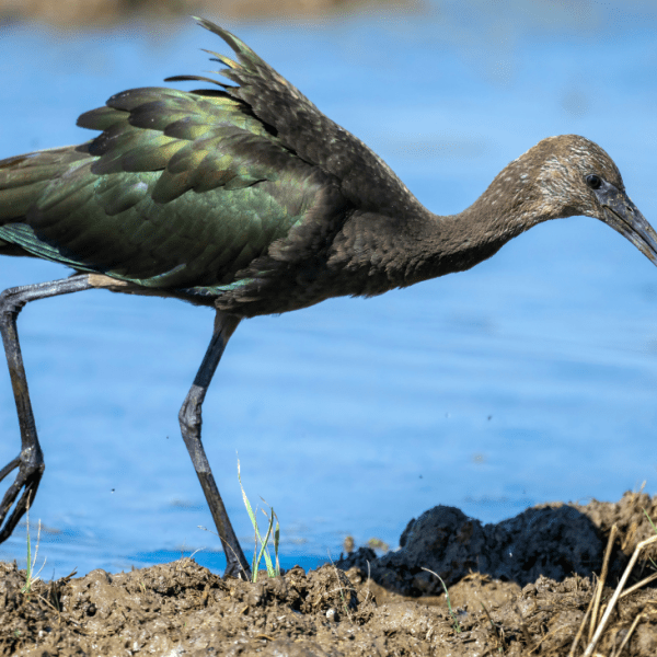 Top 5 Unique Animals Found Only in Cambodia