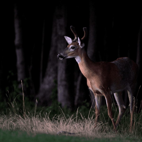 5 Best Night Safaris in Thailand to Experience Nocturnal Wildlife